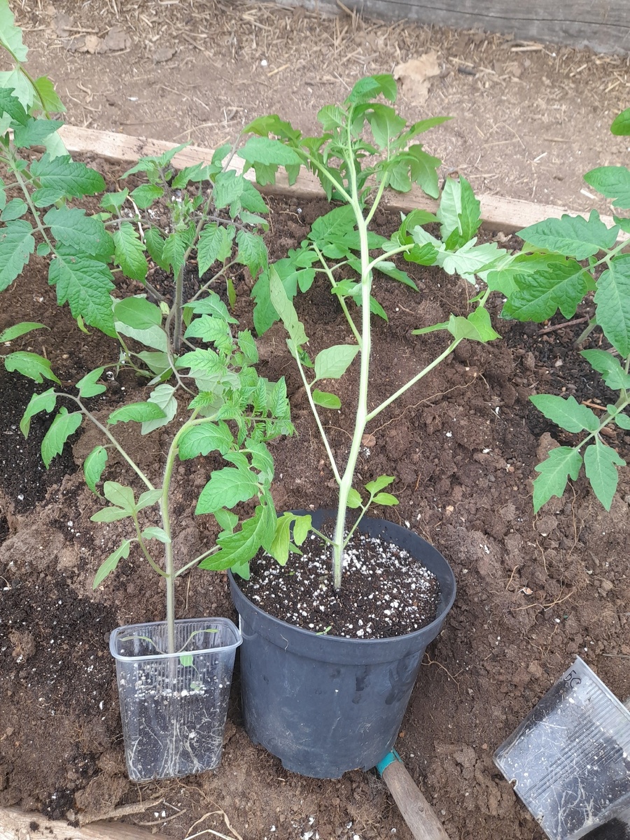 Сорт томата Адонис. Посеяны и пикированы одновременно, позже один из них (справа) был перевален в 4-литровый горшок.