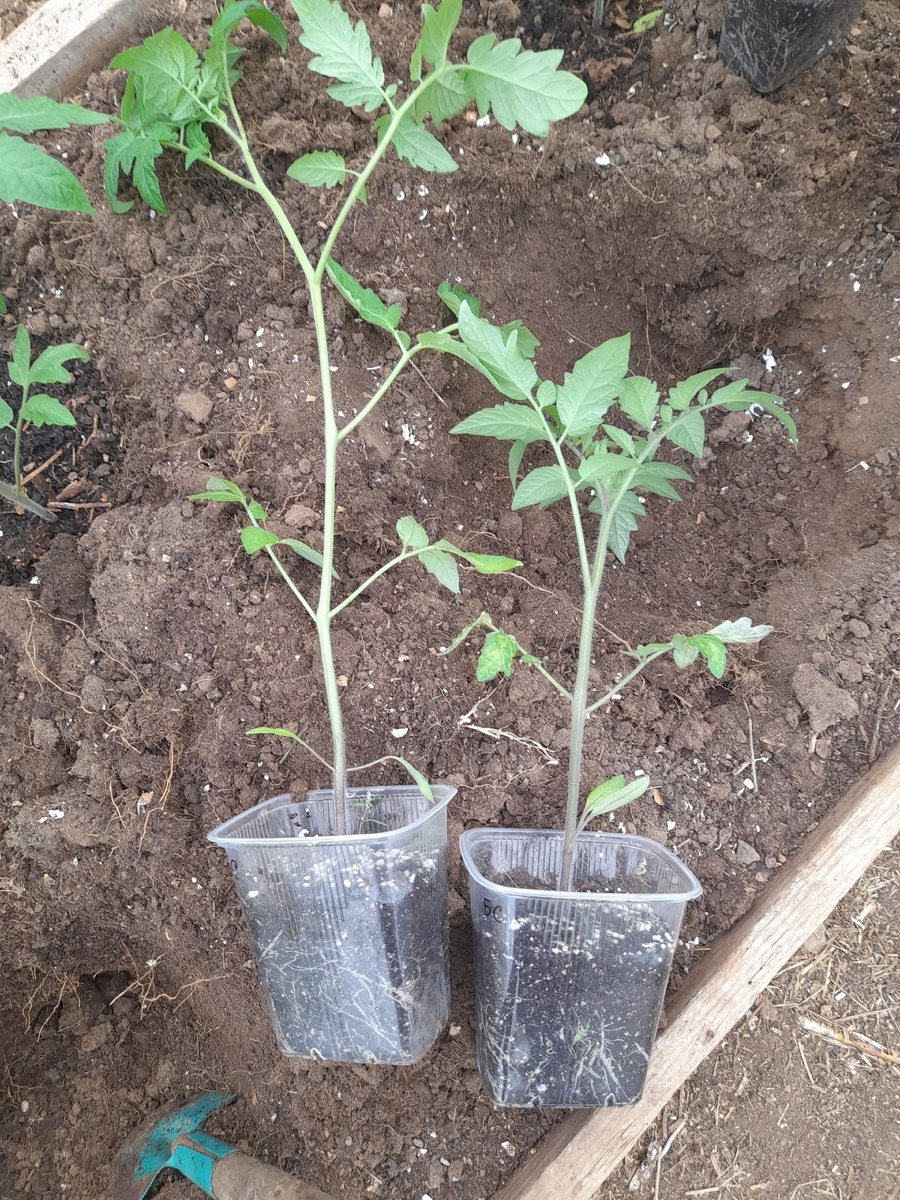 Сорт Буффалостейк. Слева саженец после пикировки рос на окне (вытянулся), справа - был вынесен в теплицу и рос там, в том числе во время временного похолодания и даже снегопада...