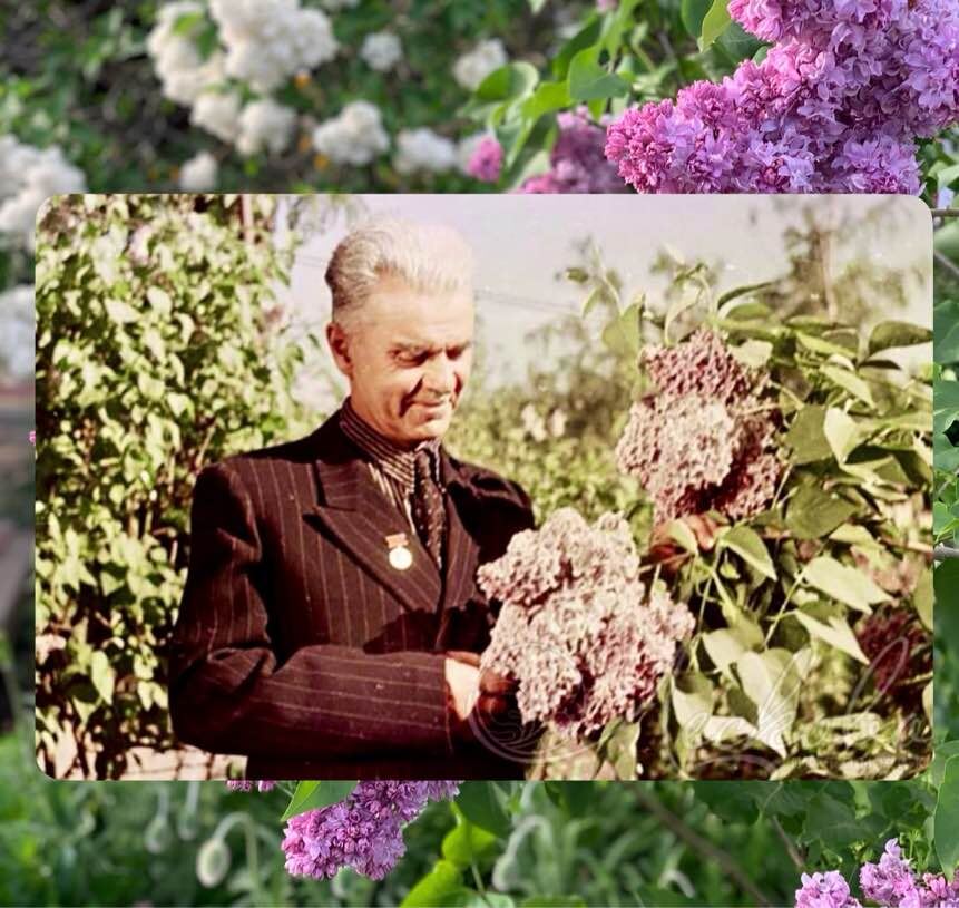 Леонид Алексеевич Колесников, советский селекционер-сиреневод. Коллаж автора канала