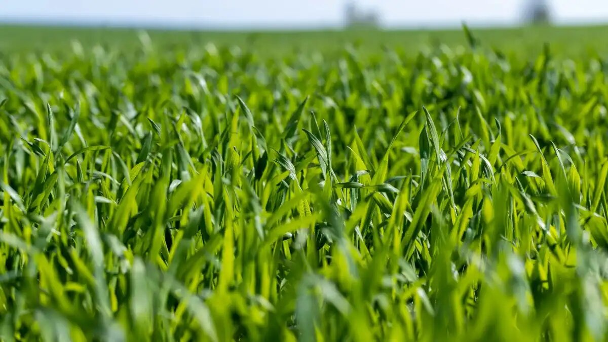 Фото: предоставлено ООО «Агро Эксперт Груп»
Сценарии защиты зерновых культур