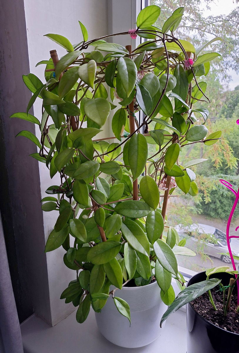 Хойя карноза