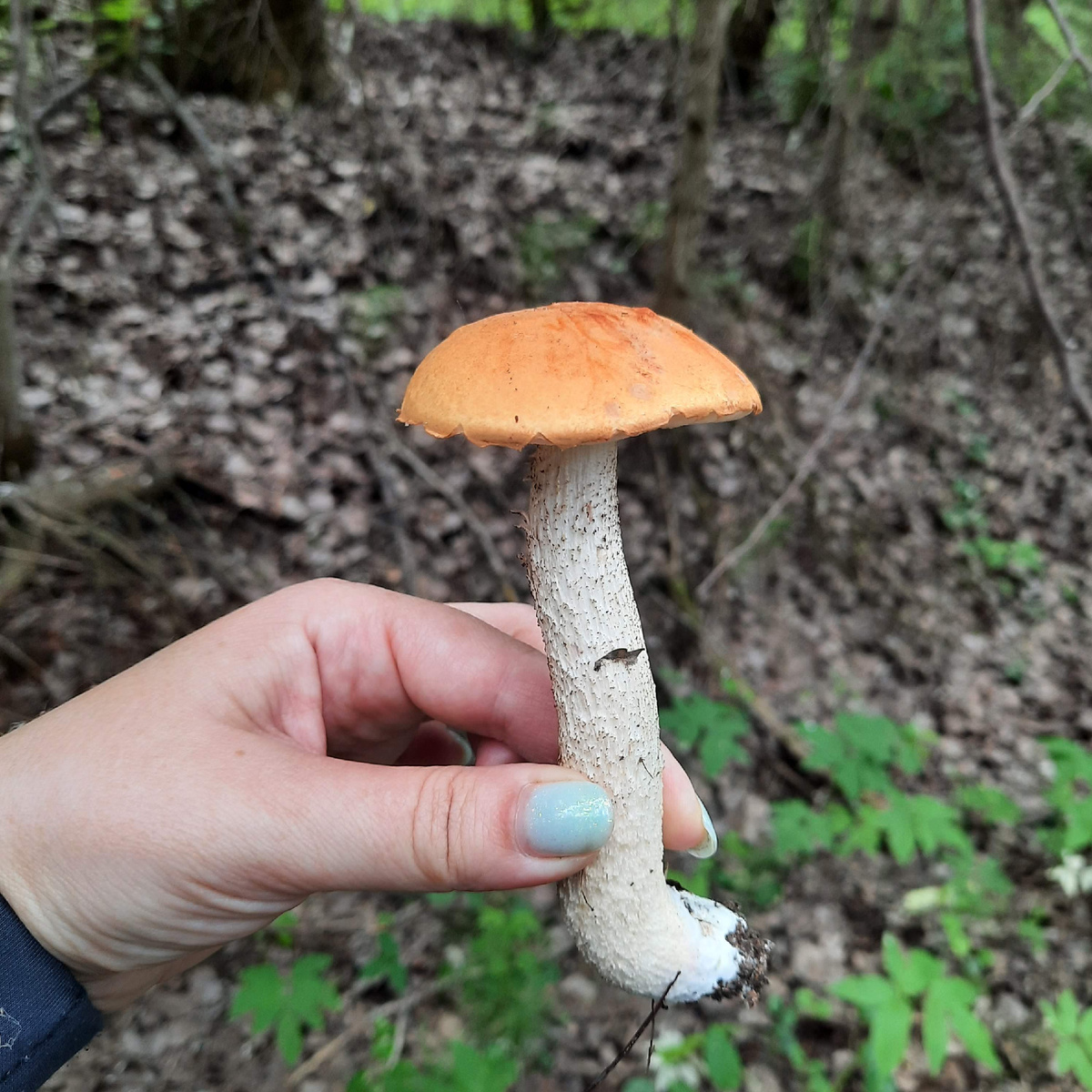 подосиновик. Фото - конец июня 2024 года