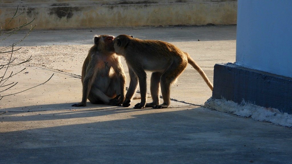 Вот такая она, макакья любовь!