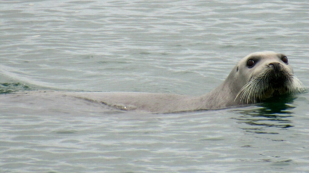 Морской заяц тоже удивлён этим моим выпадом😁