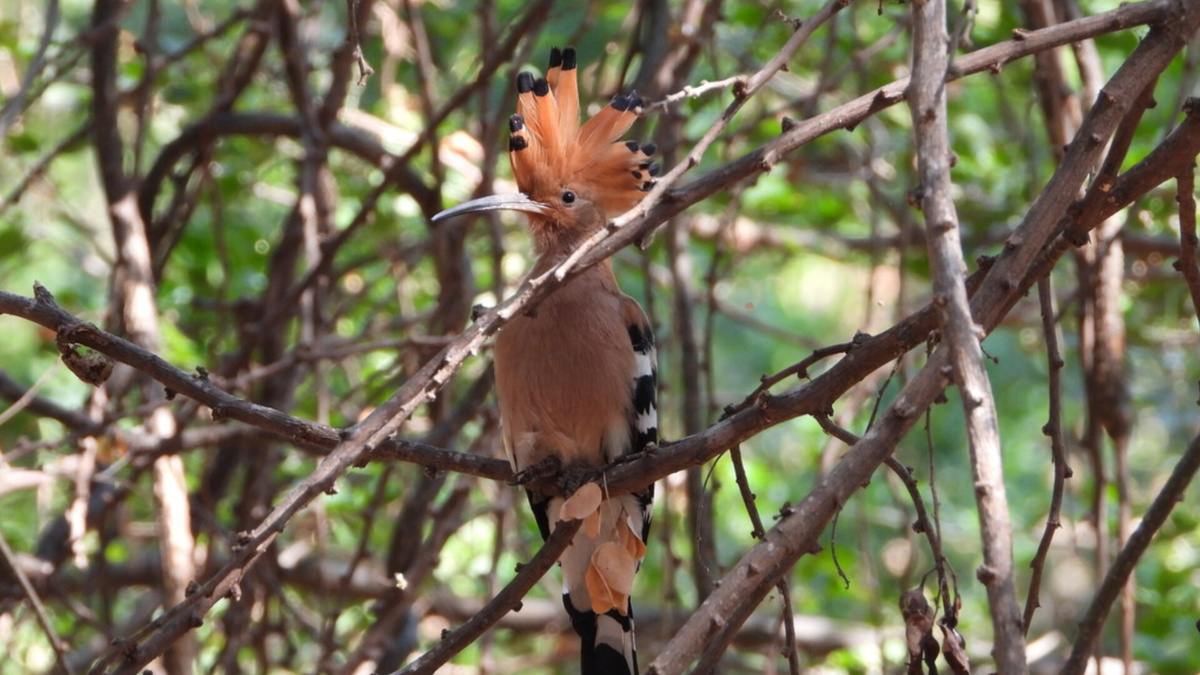 Удод в недоумении