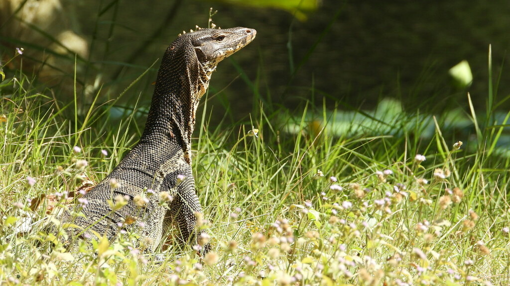 Азиатский водный варан