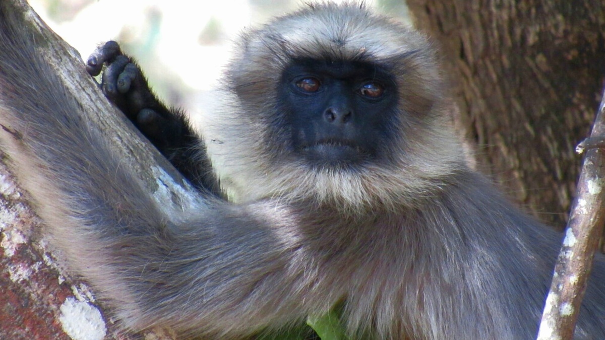 Малабарский гульман 
