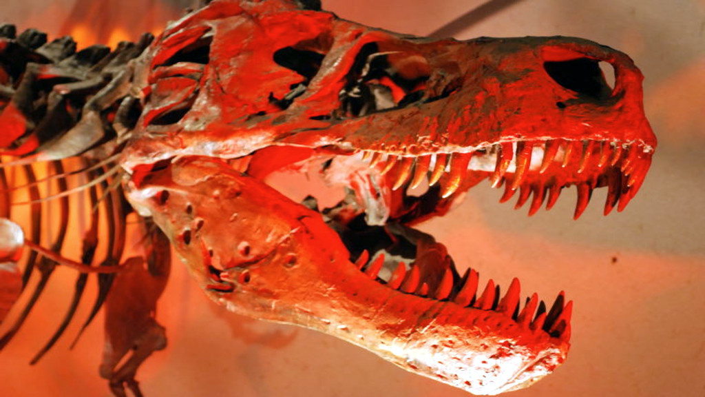 Вот примерно так динозавры друг друга и видели. Но не в виде скелетов, разумеется.