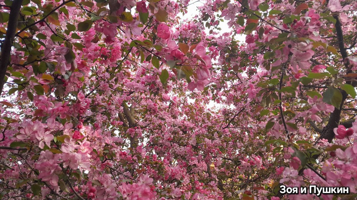 Просто чудо.