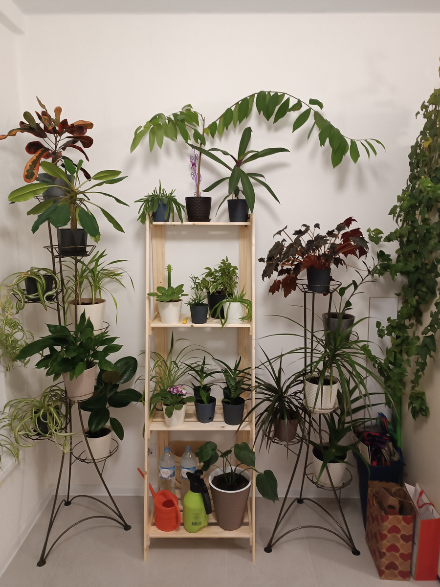 Часть моей коллекции около полутора лет назад. На подоконниках стоят еще цветы, не попавшие в кадр.