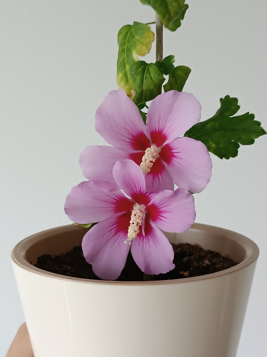 На фото – гибискус, который два года подряд страдал то от паутинистых клещей, то от какого-то грибка. А потом, несмотря на плохое самочувствие, зацвел, да еще как! Сейчас ему уже намного лучше, и он вновь собрался вырастить бутоны.