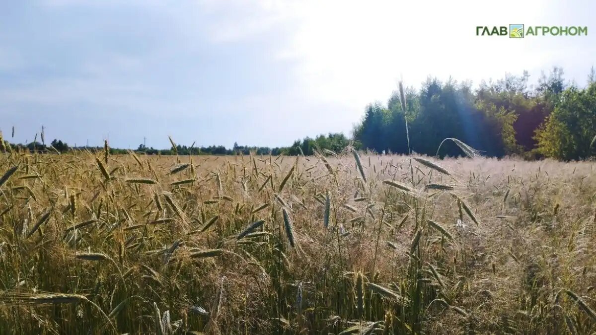 Фото:© Николай Петроченко / Glavagronom.ru
Озимые культуры являются наиболее засухоустойчивыми