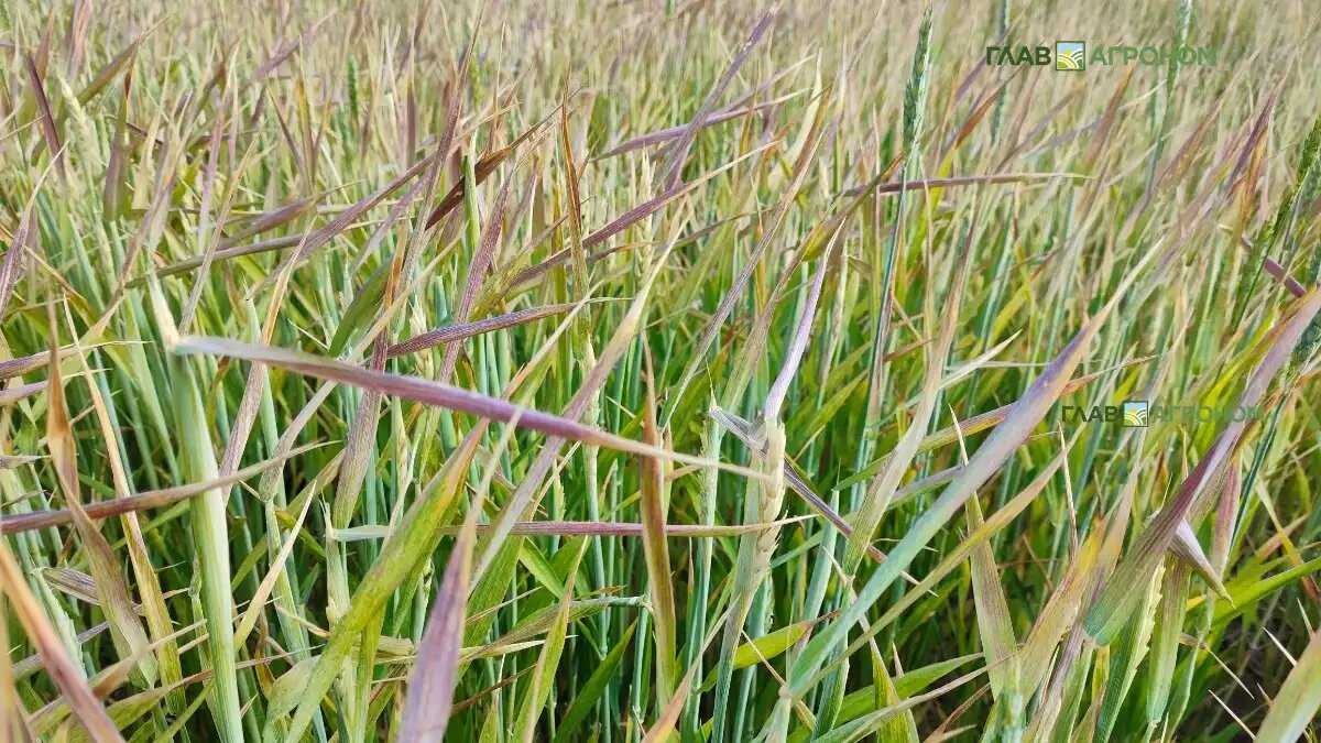 Фото:© Артем Борисов / Glavagronom.ru
Выгоревшие посевы озимой пшеницы