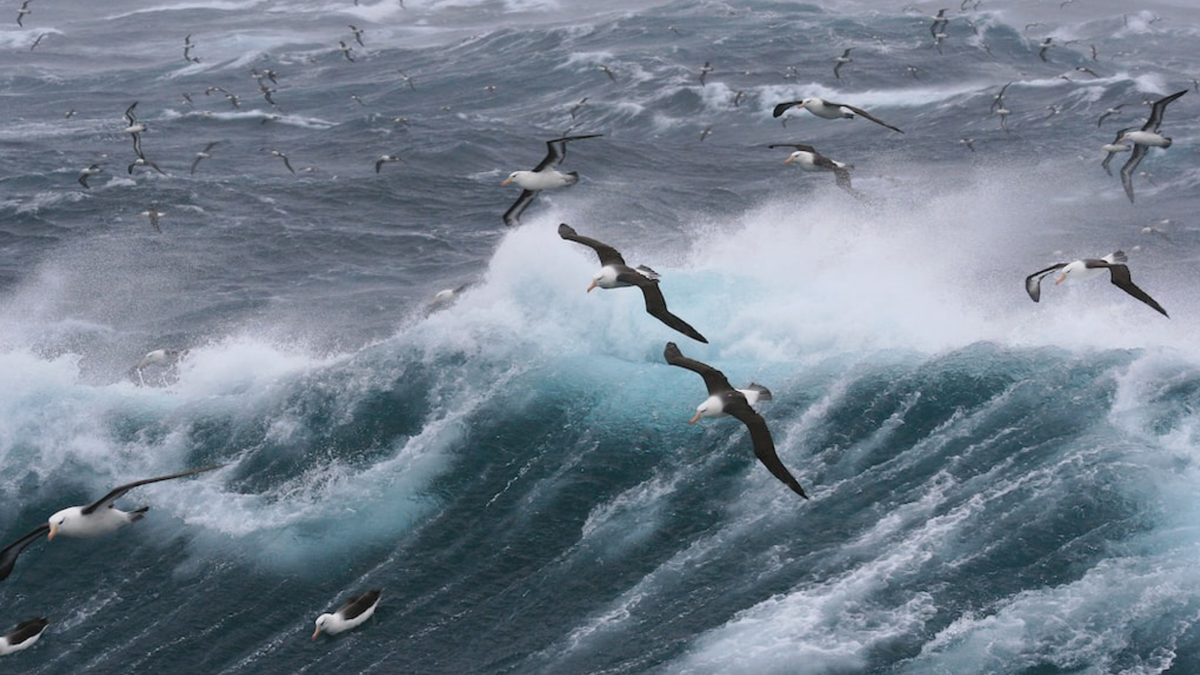 Шторм в заливе.