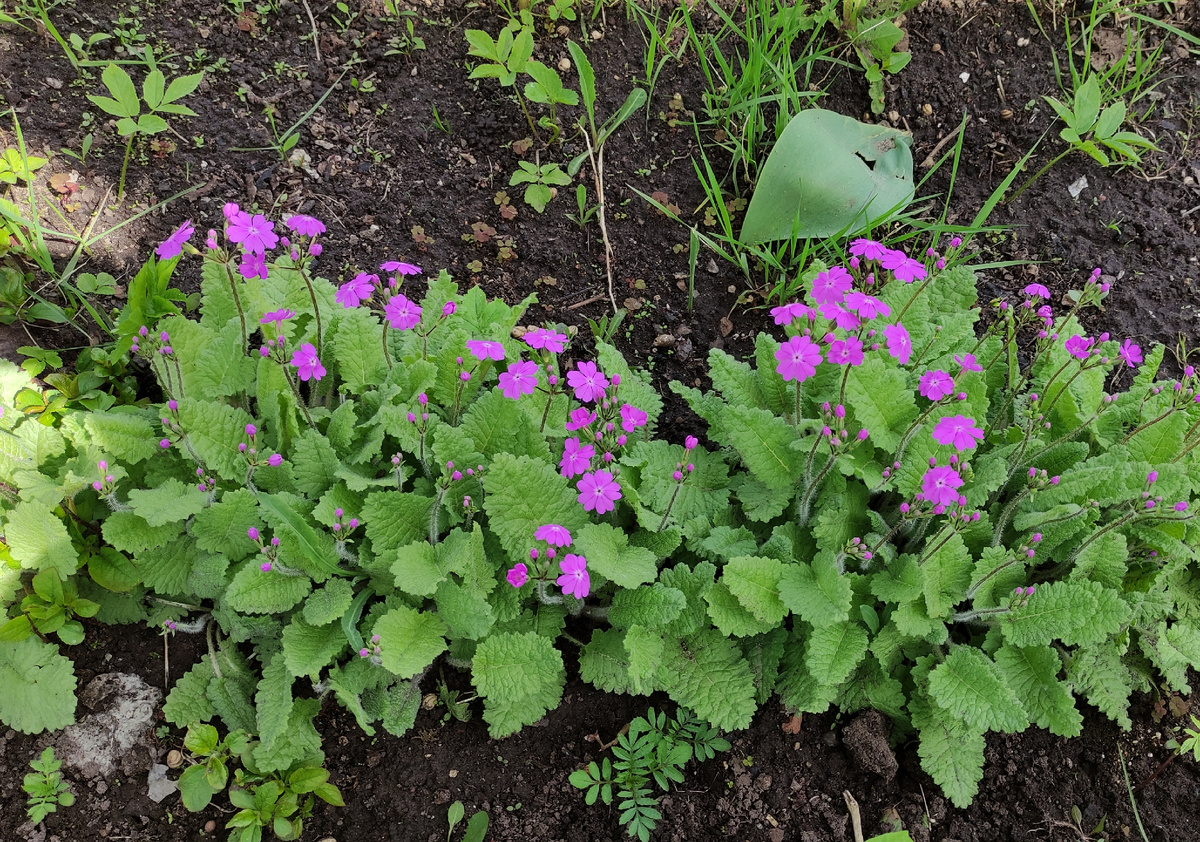 Примула Зибольда