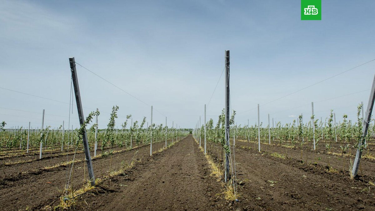    Фото: govvrn36 / t.me