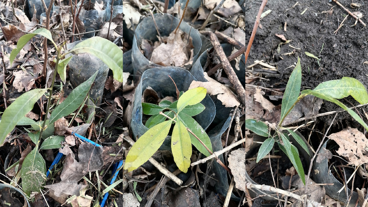 Никаких повреждений после схода снега