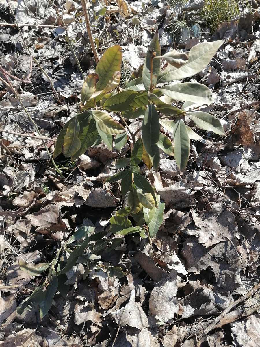 Мои дубята как раз в процессе "прожарки" на солнышке. 