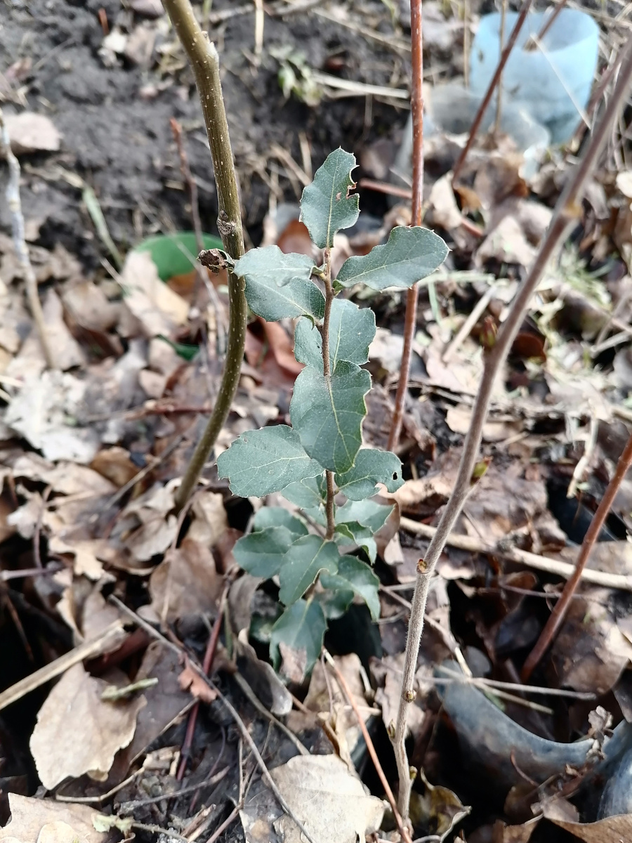 Сеянец пробкового дуба тоже прекрасно перенёс под снегом низкие температуры