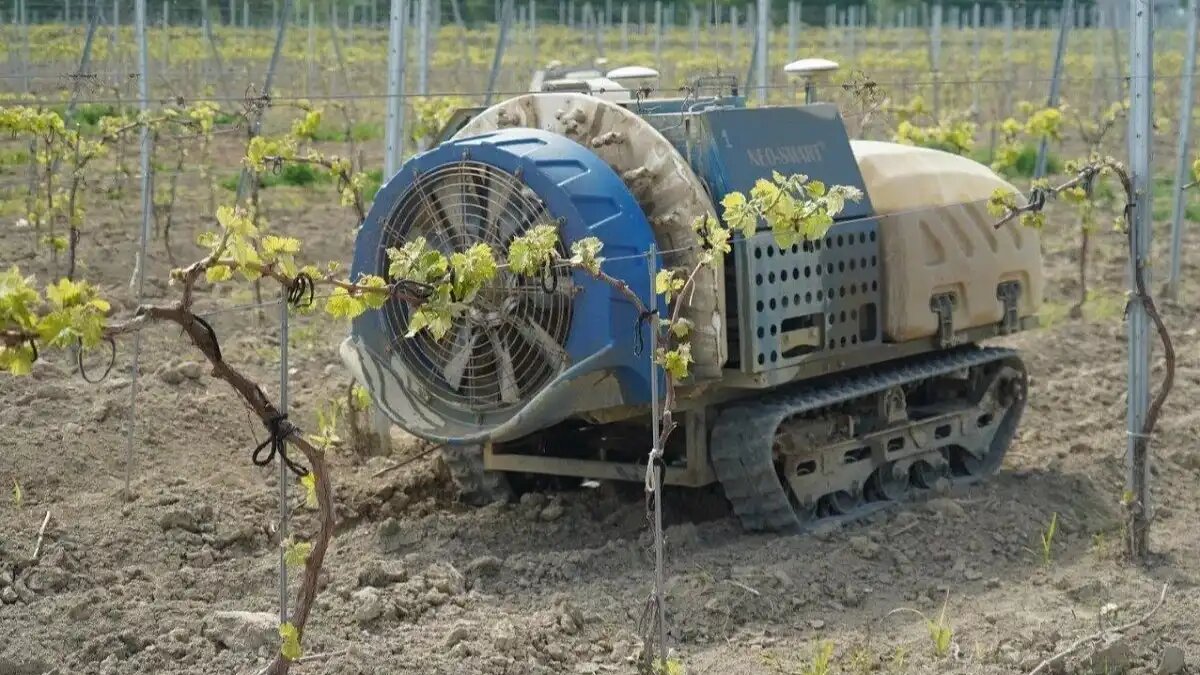 Фото: Наталья Плаксина / telegram-канал lifeabrau / Жизнь Абрау В Абрау-Дюрсо начали использовать беспилотные опрыскиватели на гусеничном ходу