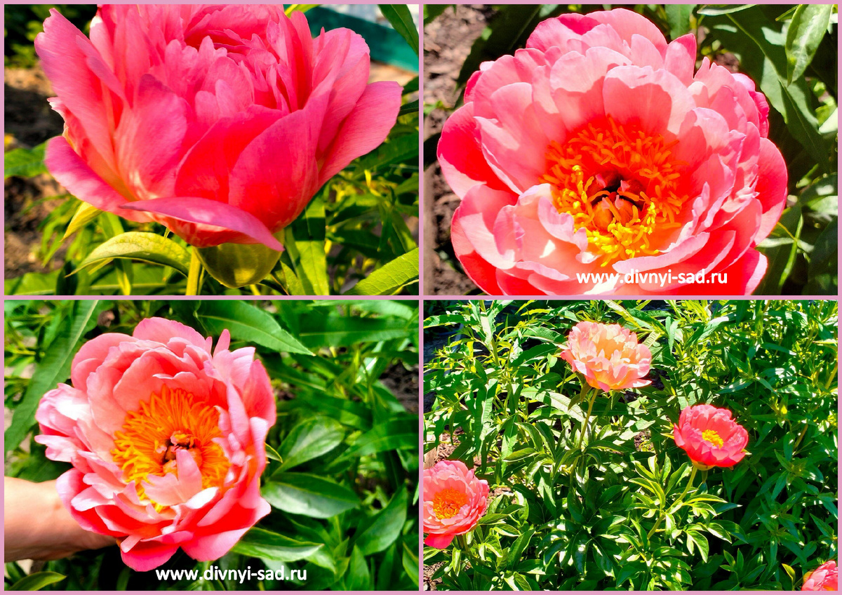 Пион coral charm