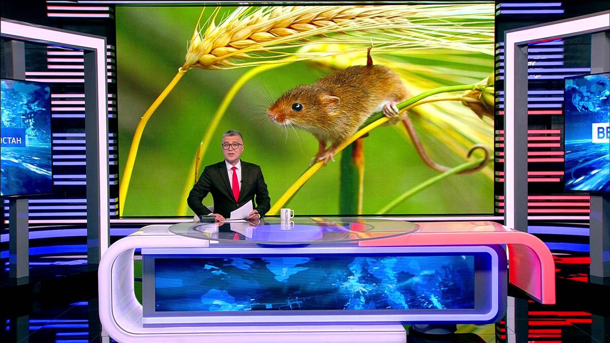    Жителям Башкортостана напомнили о мерах защиты от мышиной лихорадки - сюжет "Вестей"