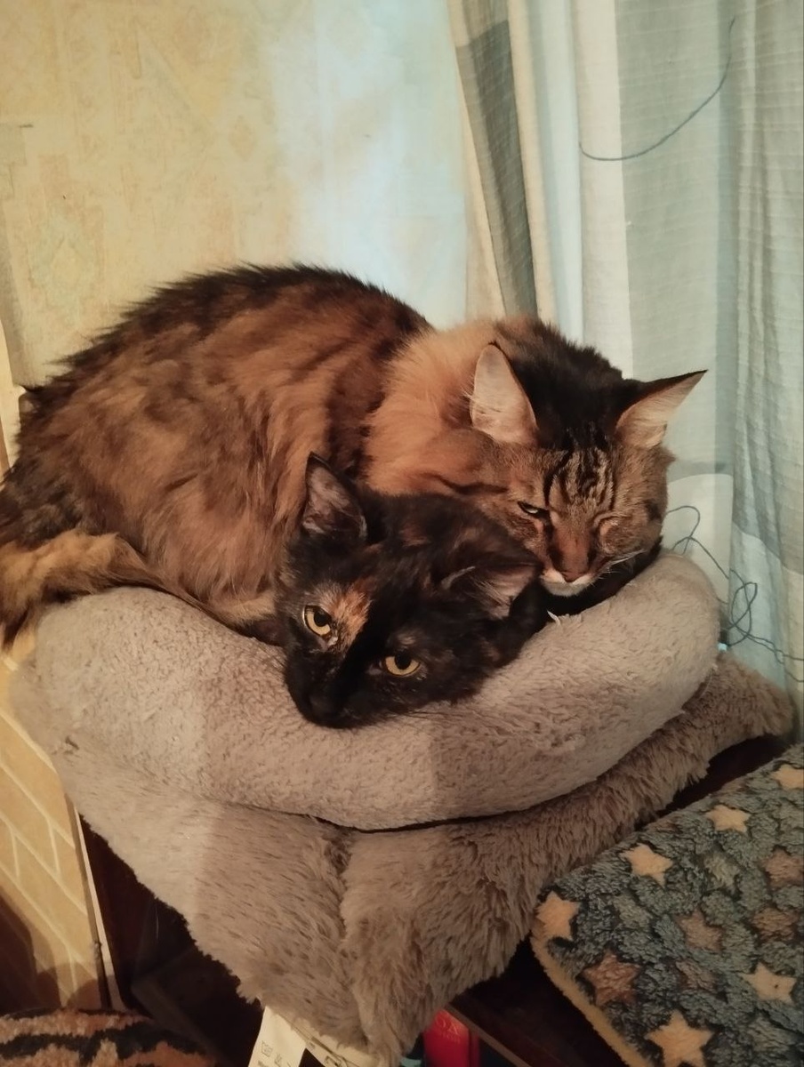 Отопление! Зачем ты так рано нас покинуло?? Кот Ганс хозяйский, кошка Мушка ищет дом