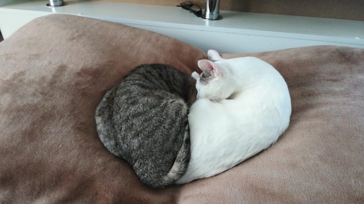 Это вам не просто сердечко. Это тёплое сердечко от Гуси и Сани, которые пытаются согреться))) Дома