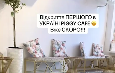    В Киеве открывают кафе со свиньями