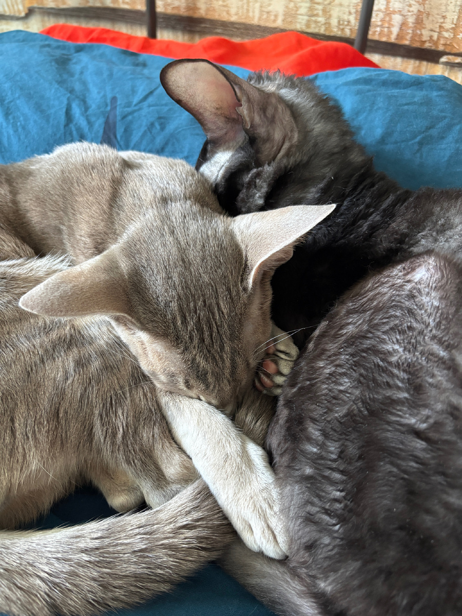 Фото автора. Котиков это все не касается. А все остальные - в прорубь. Доцент заставит (С)