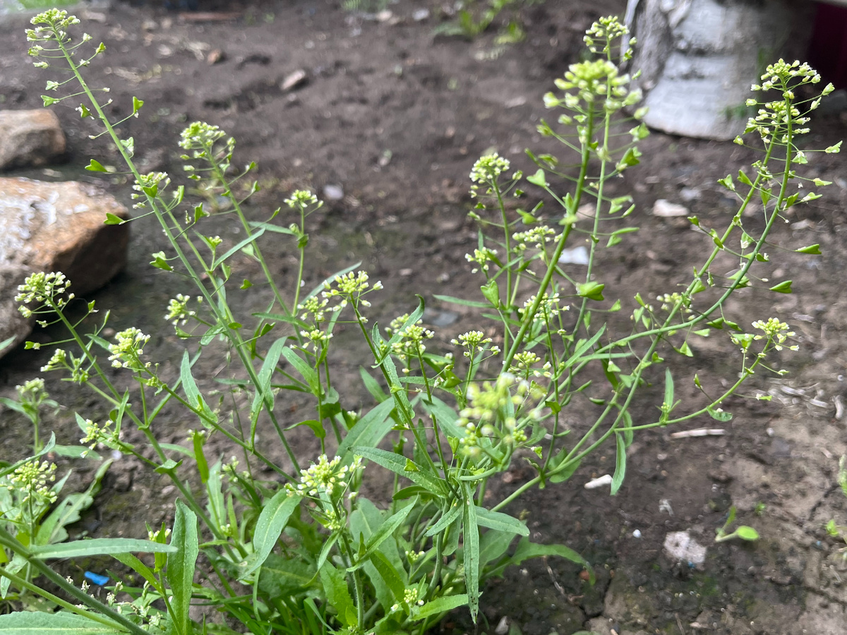 пастущья сумка