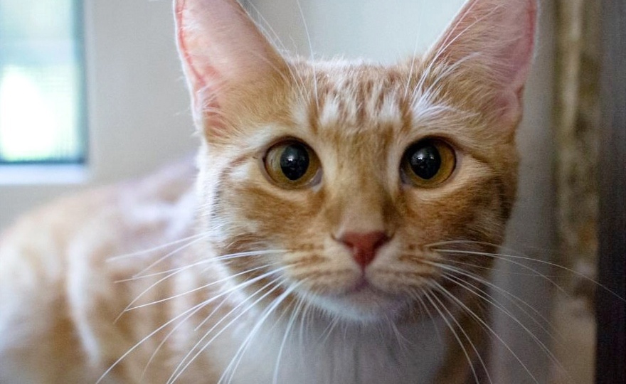 ❗ДОМА❗Очаровательная кошечка Лилу надеется обрести любящую семью