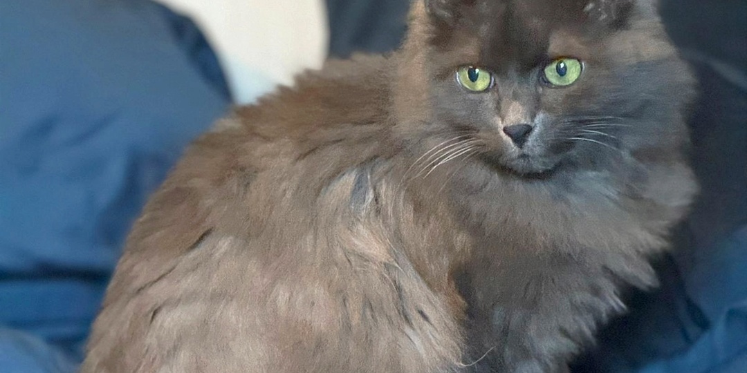 Ищем дом, где смогут окружить заботой нашу Дусеньку!