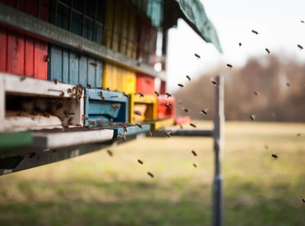 Роение пчёл: естественное и искусственное деление семей