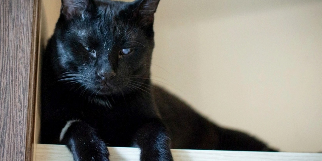 Этот котик видит мир не глазами, а душой