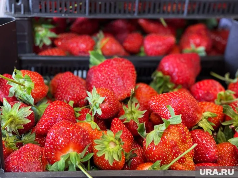 Цены за килограмм варьируются от 899 до 1 599 рублей
Фото: Екатерина Сычкова © URA.RU