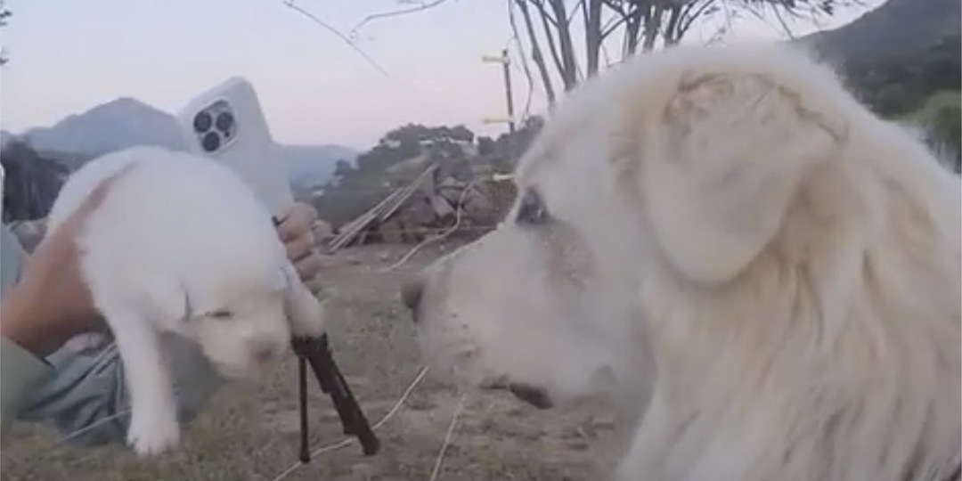 Грозный папа впервые увидел своего щенка и превратился в самого ласкового питомца