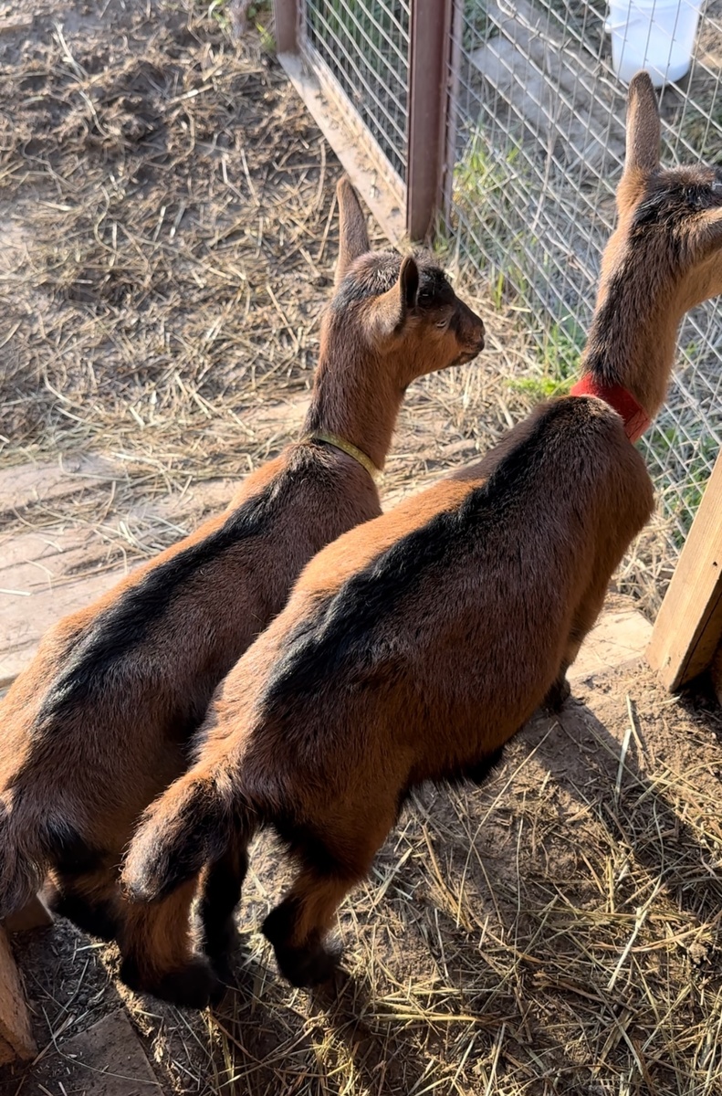 Весна и Корица , сейчас им около двух месяцев чистокровные чехи.