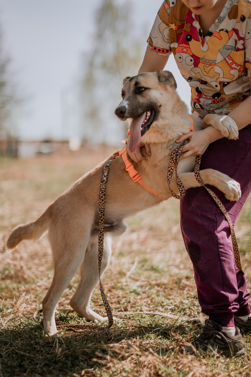 Но как был Боба собака-обнимака, так и остался!