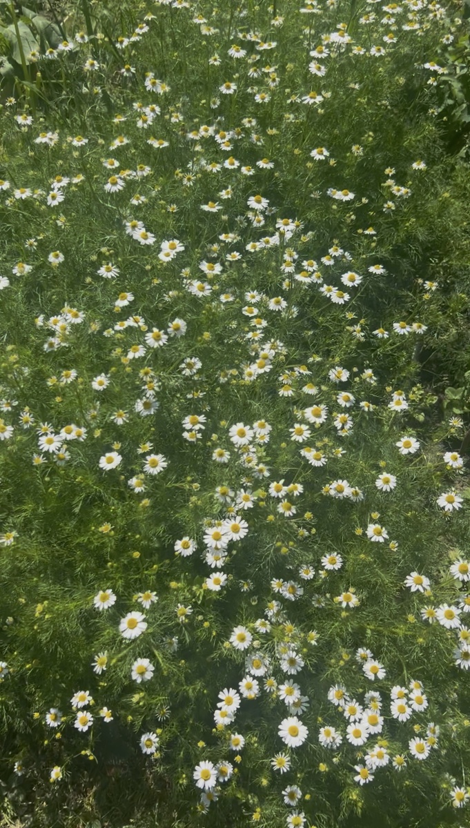 Мое ромашковое поле