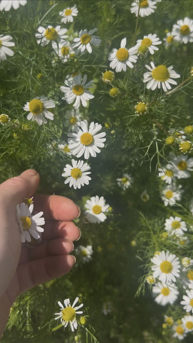 Укропные листья