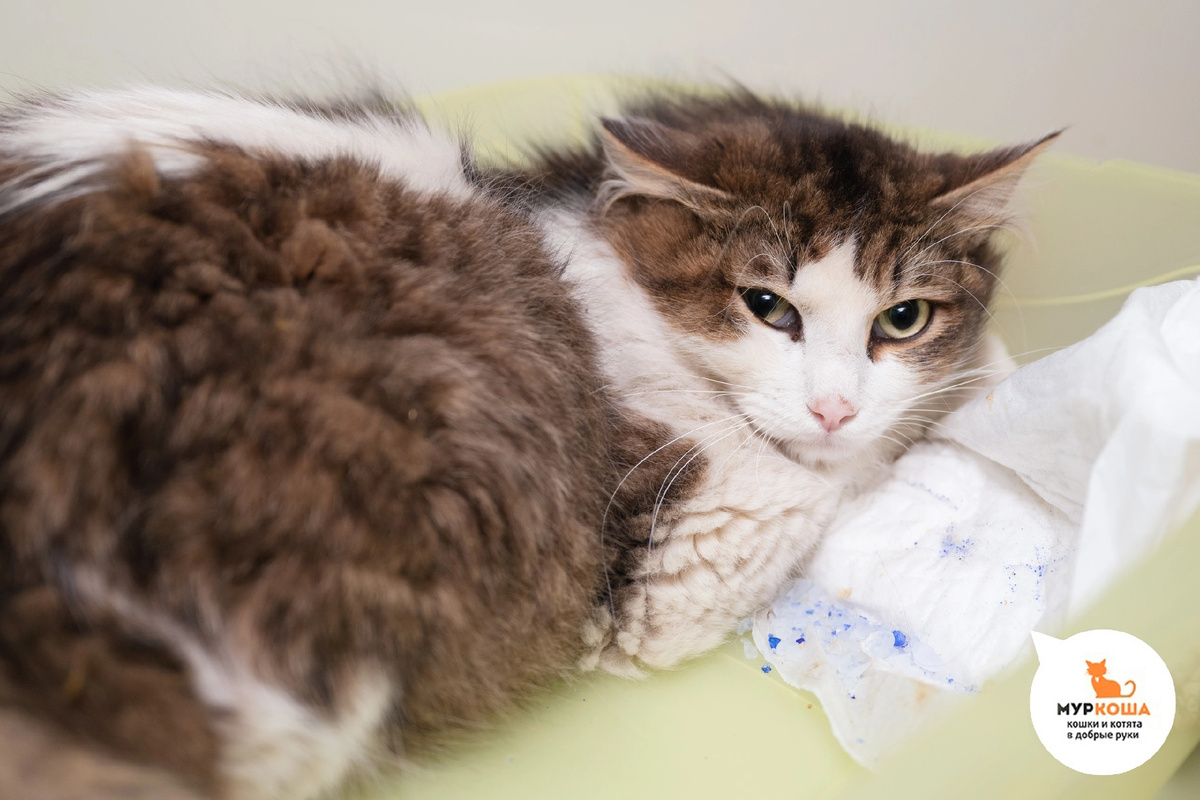 Айто нашли на улице.