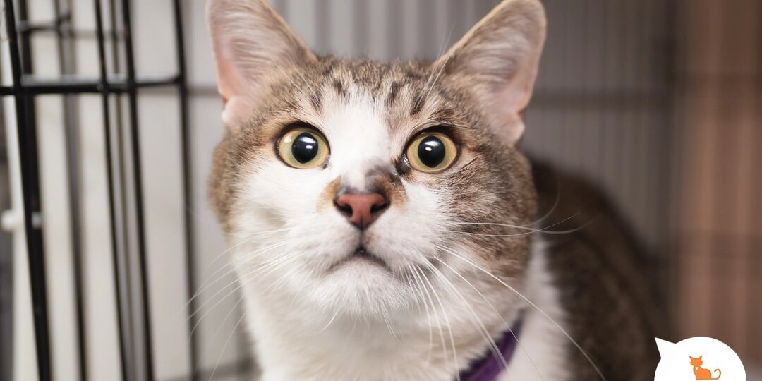 Все-все котики и кошечки хотят домой