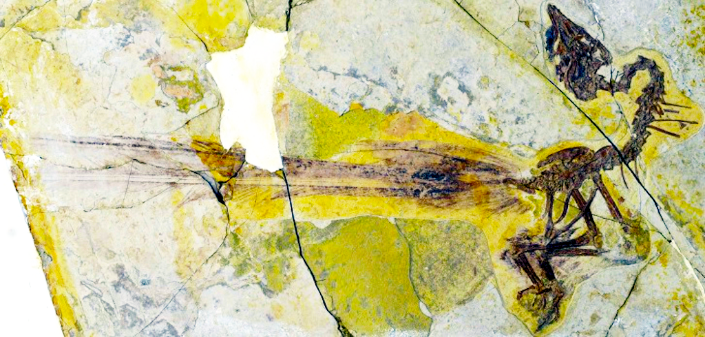 Сейчас уже находят и вот таких пернатых. Но это сейчас.