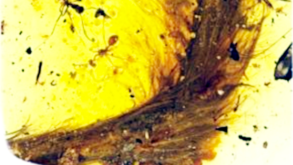 Первый владелец янтаря решил, что внутри растение...