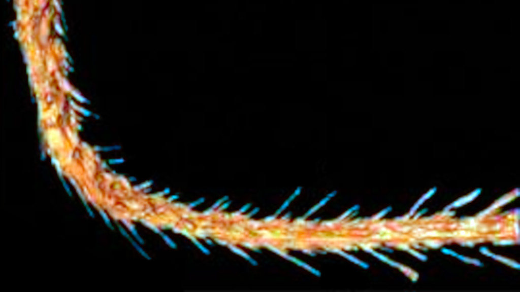 Но он ошибался — это был хвост динозавра.