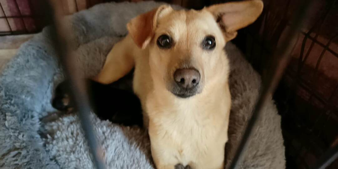 Мы стараемся помочь ей забыть ужасы прошлого. Новая обитательница приюта – Кукла