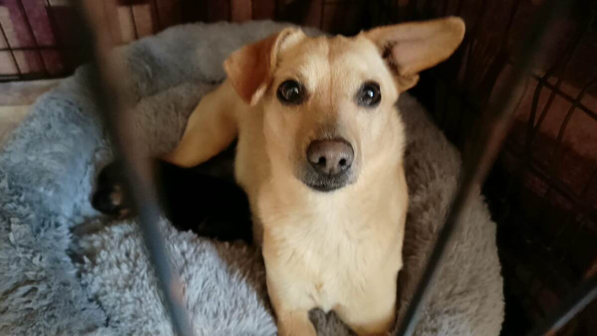 Знакомьтесь, Кукла 