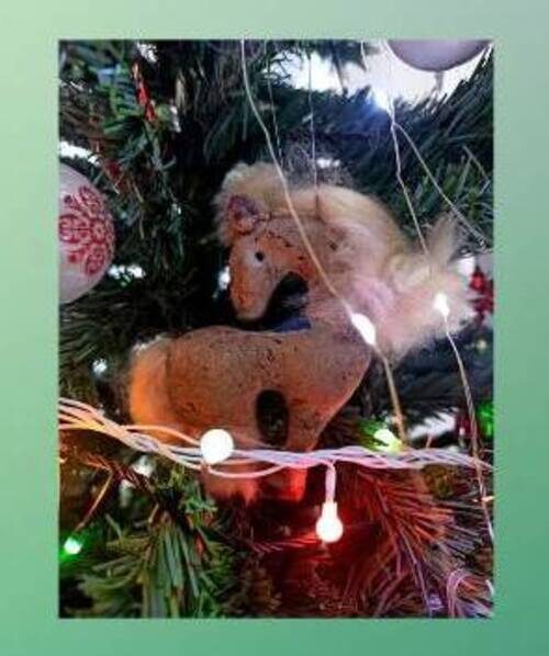 Этой лошадке уже почти двенадцать лет. 