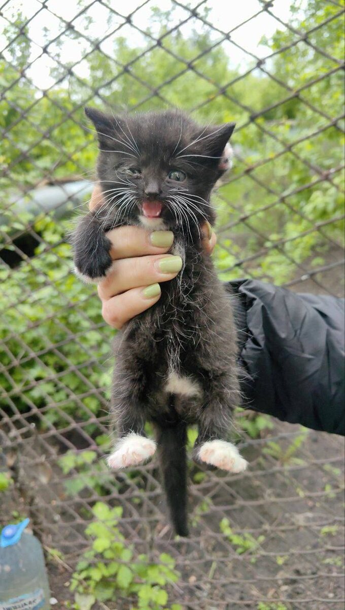 Усы и носочки красивущие. Фото из архива автора